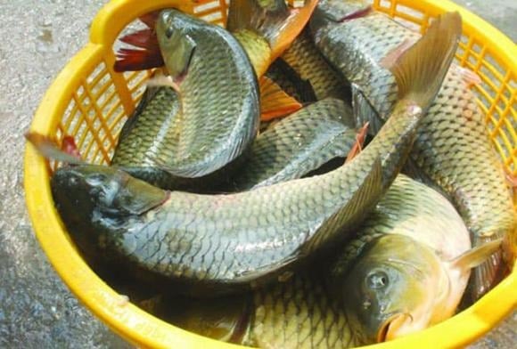 Những người bị dị ứng thường phản ứng với hải sản và cá biển nhiều hơn, trong khi cá nước ngọt ít gây dị ứng hơn.