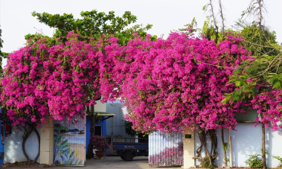 hoa-giay-y-nghia-cach-trong-va-cham-soc-dung-ky-thuat-1