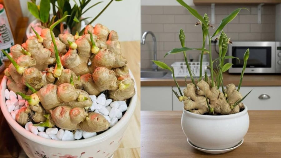 Người mệnh Hỏa và mệnh Mộc rất hợp trồng cây gừng phong thủy.