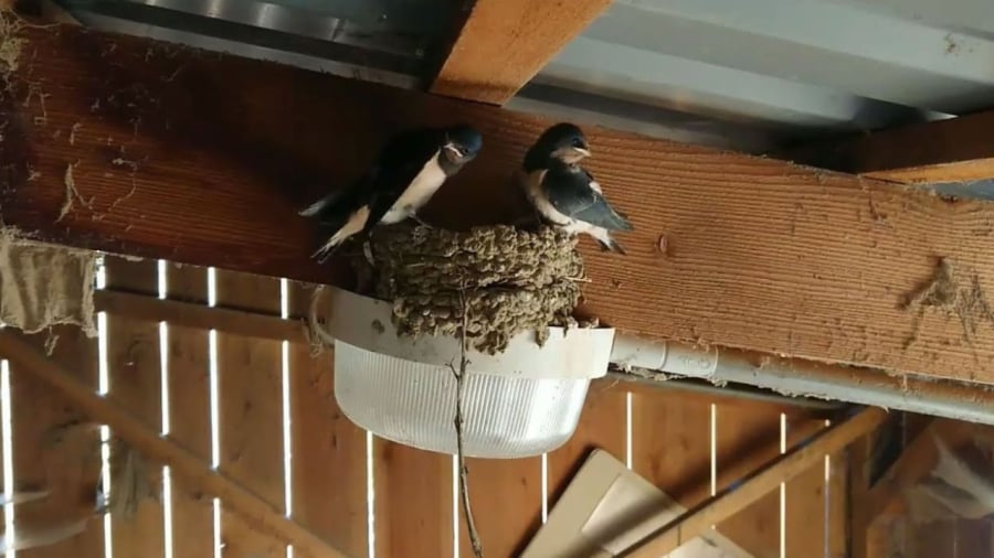 Chim én làm tổ trong nhà được coi là điềm lành, dự báo tài lộc sắp đến.