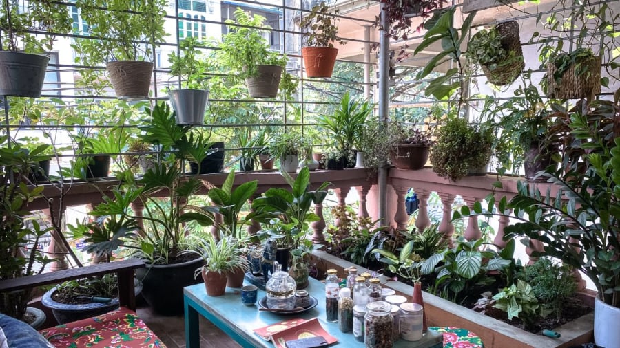 Cây cối trong nhà luôn xanh tốt, đơm hoa kết trái là tín hiệu đáng mừng.