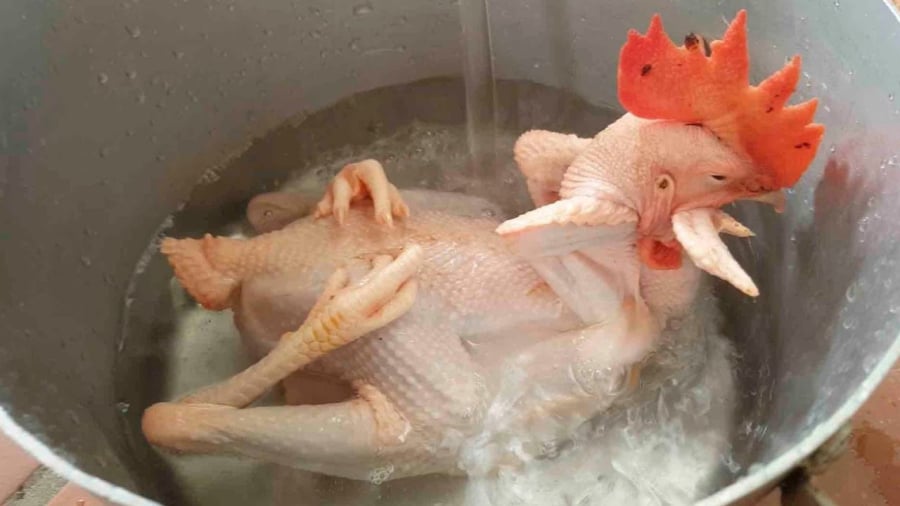 Gà cúng cần mổ moi để gà đẹp, dễ bày.