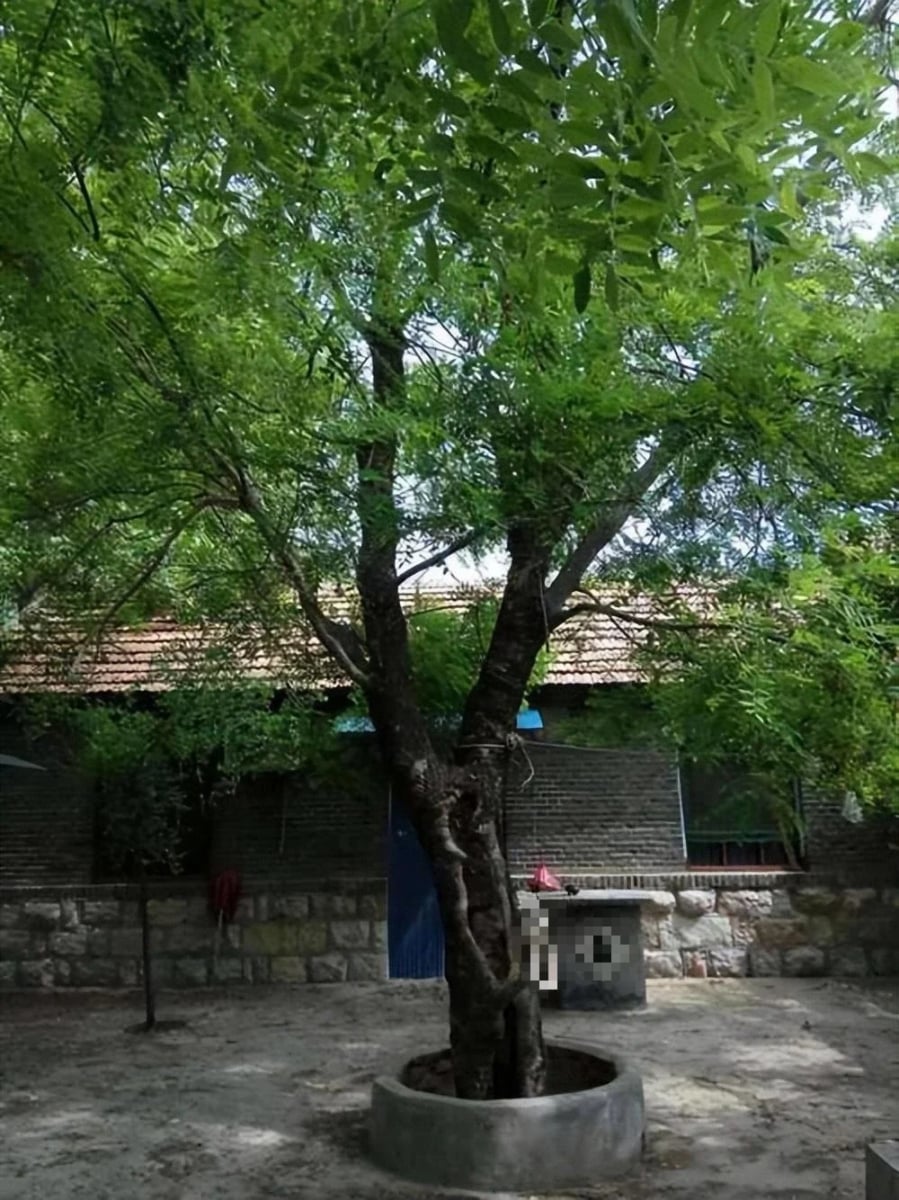 4 cây Âm mọc trước cửa nhà Tổ tiên gánh không nổi, chặt ngay còn kịp