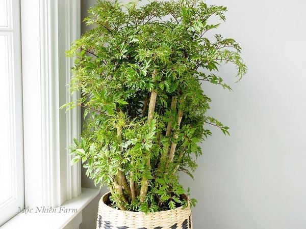 cay-dinh-lang-058_1830f1bcf2814f21a6c58342c1dc4a37_grande