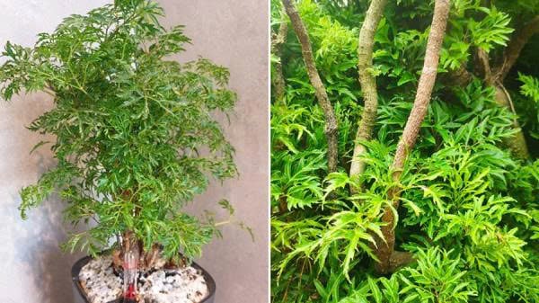 z7463357287053_8725837d6f5cad3962a3f49bddfc9258