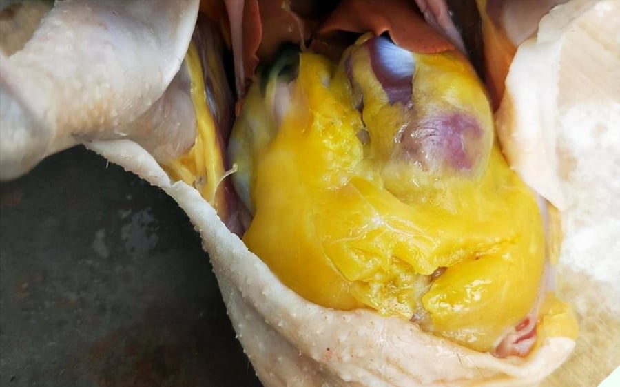 Bụng gà có cục mỡ vàng đừng vứt bỏ, người sành lấy làm món ngon