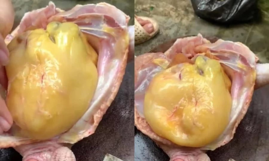 Bụng gà có cục mỡ vàng đừng vứt bỏ, người sành lấy làm món ngon