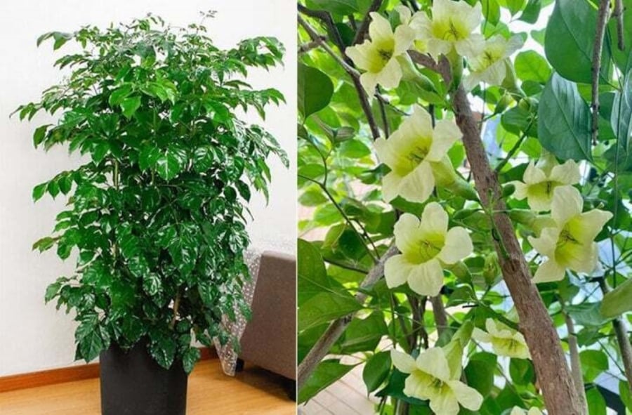 Cây hạnh phúc nở hoa