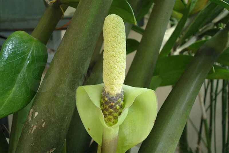 Cây kim tiền nở hoa