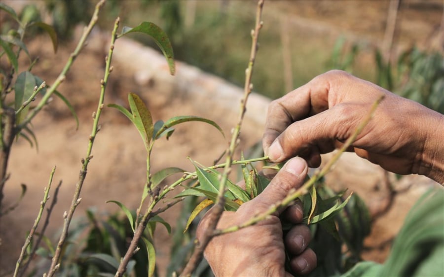 Khi tuốt lá, cần làm nhẹ tay, không làm trầy nụ non ở nách lá. Sau khi tuốt, cây sẽ dồn toàn bộ dinh dưỡng nuôi nụ hoa, giúp nụ mập và đều hơn.