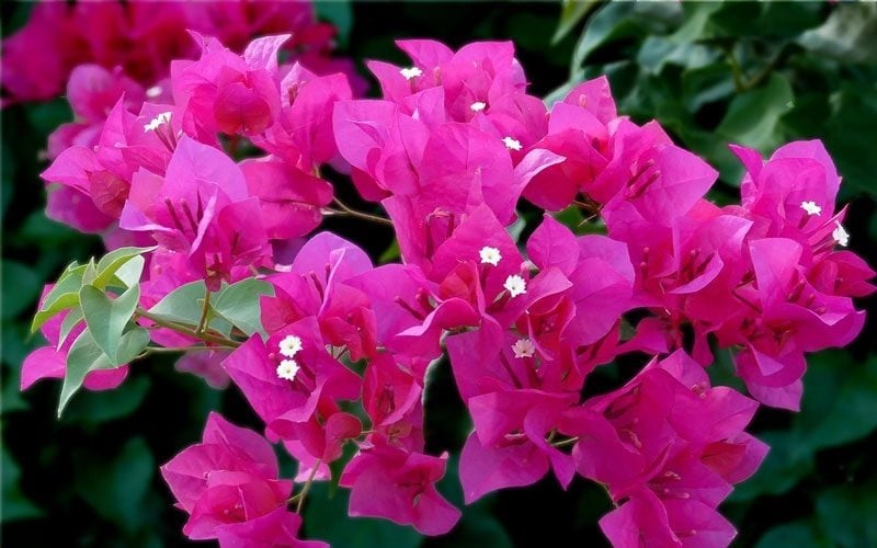 Hoa giấy là loại cây ưa nắng, thiếu ánh sáng là một trong những nguyên nhân hàng đầu khiến cây không ra hoa.