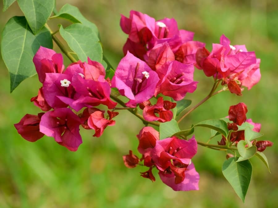 Bạn có thể sử dụng các loại phân phổ biến giàu phốt pho và kali như kali dihydro photphat hoặc phân chuyên ra hoa.