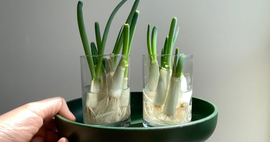 Nhiều người trồng hành gặp tình trạng củ thối, lên mầm yếu, lá vàng hoặc mọc lưa thưa,