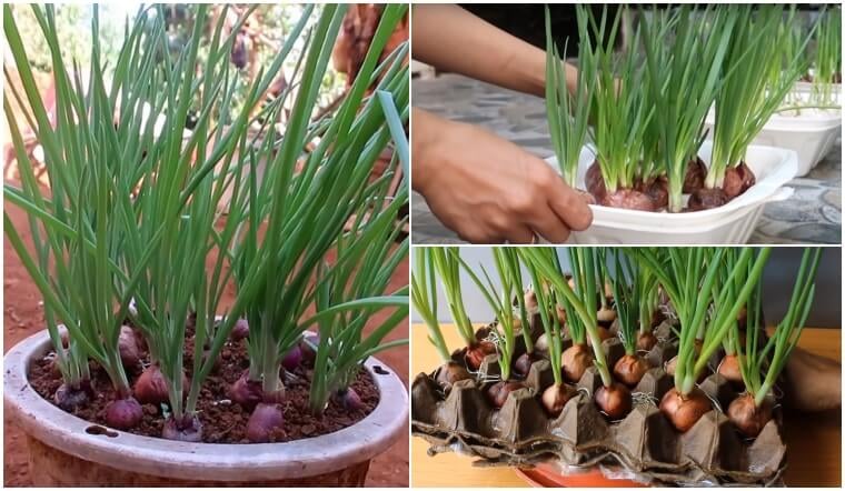 Làm đúng, hành sẽ tiếp tục ra lá mới, có thể thu nhiều đợt trong thời gian dài.