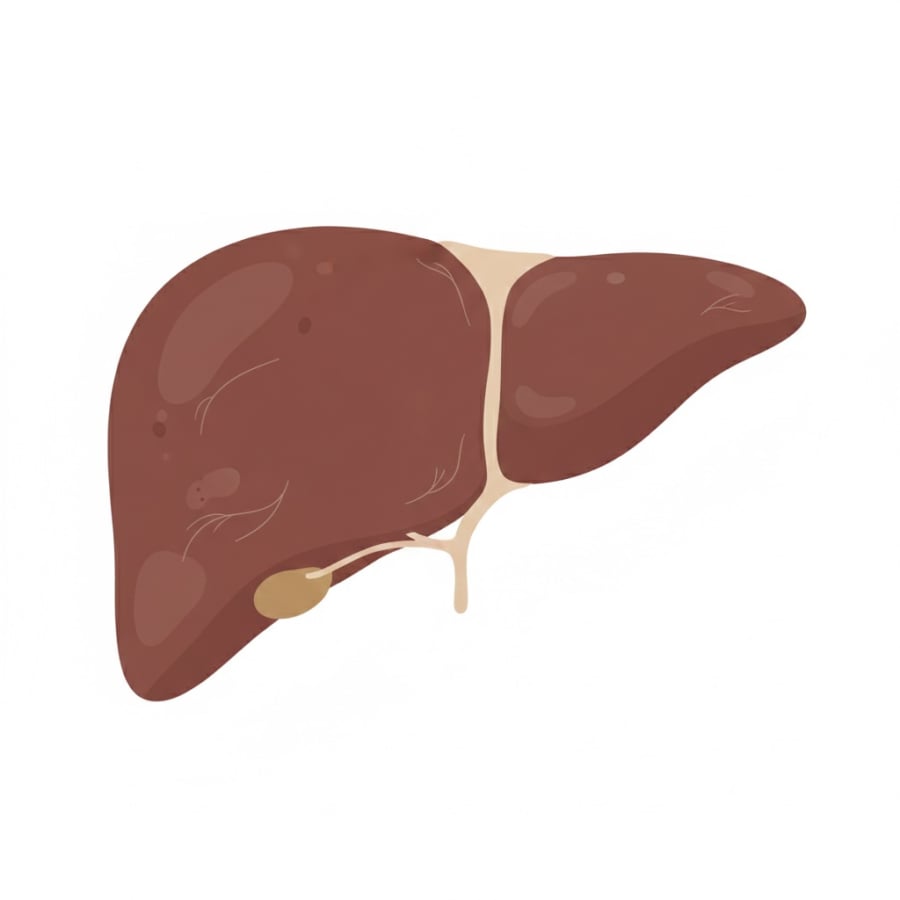 Ở giai đoạn đầu, ung thư gan thường chưa gây đau rõ rệt, khiến nhiều dấu hiệu cảnh báo sớm bị bỏ qua.