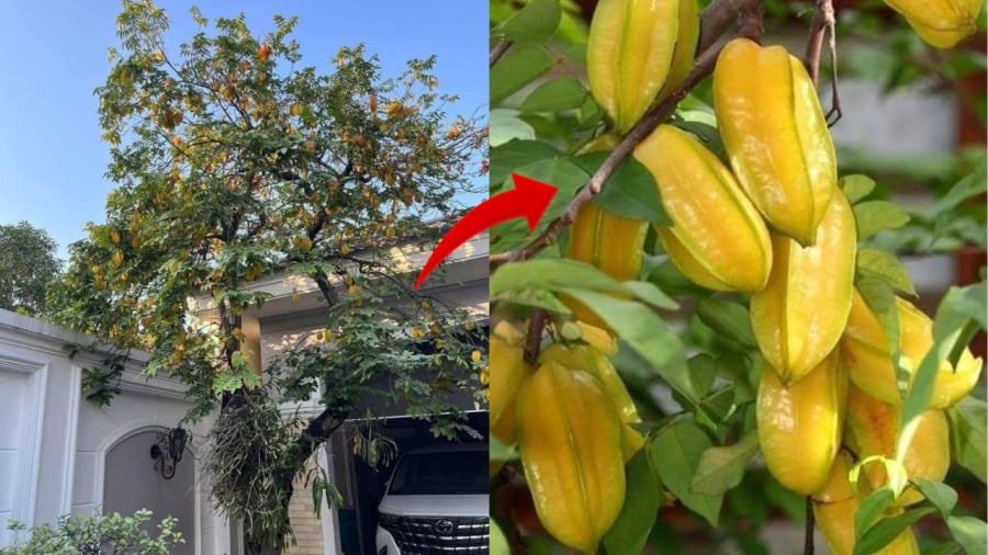 Cây khế không chỉ là một loại cây ăn quả mà còn có ý nghĩa tốt cho phong thủy.