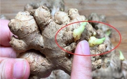 Trong gian bếp của người Việt, gừng, hành, tỏi là những gia vị không thể thiếu. 