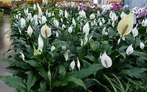 Theo quan niệm phong thủy, trồng cây Lan Ý trong nhà giúp mang lại sự bình yên, nguồn năng lượng tích cực, góp phần cải thiện sức khỏe và hạn chế những điều không may cho gia chủ. 