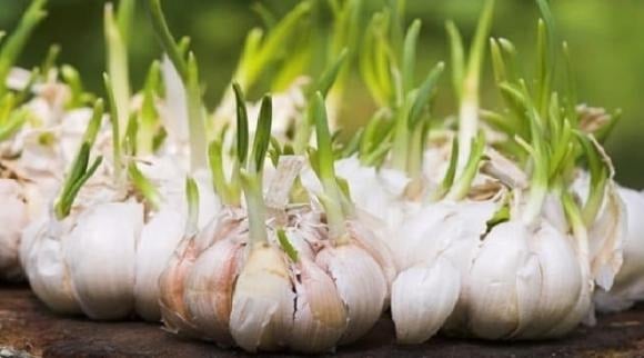 Hành, tỏi mọc mầm Khác với gừng, hành và tỏi mọc mầm không sinh ra độc tố. 