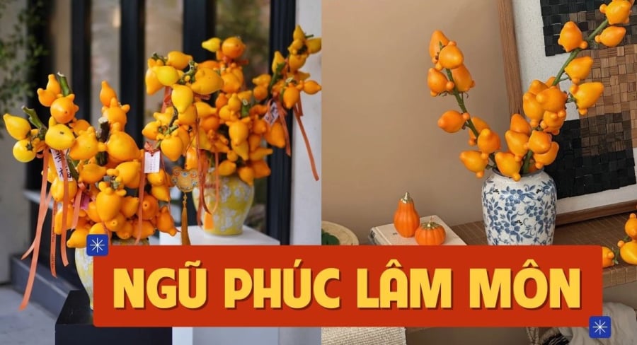 cay canh co qua vang2