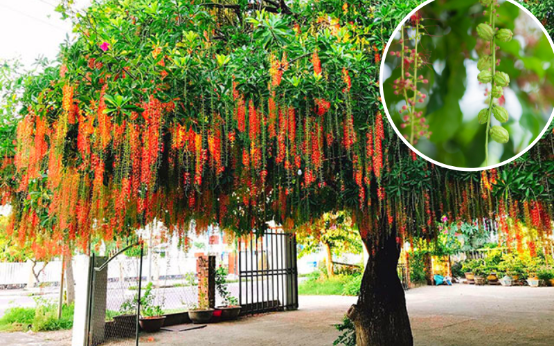 Cây tròng trước nhà giàu có