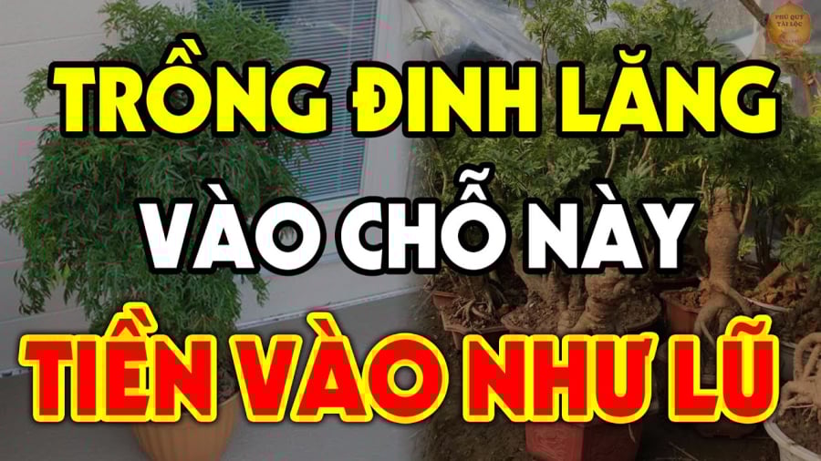 dinh lang