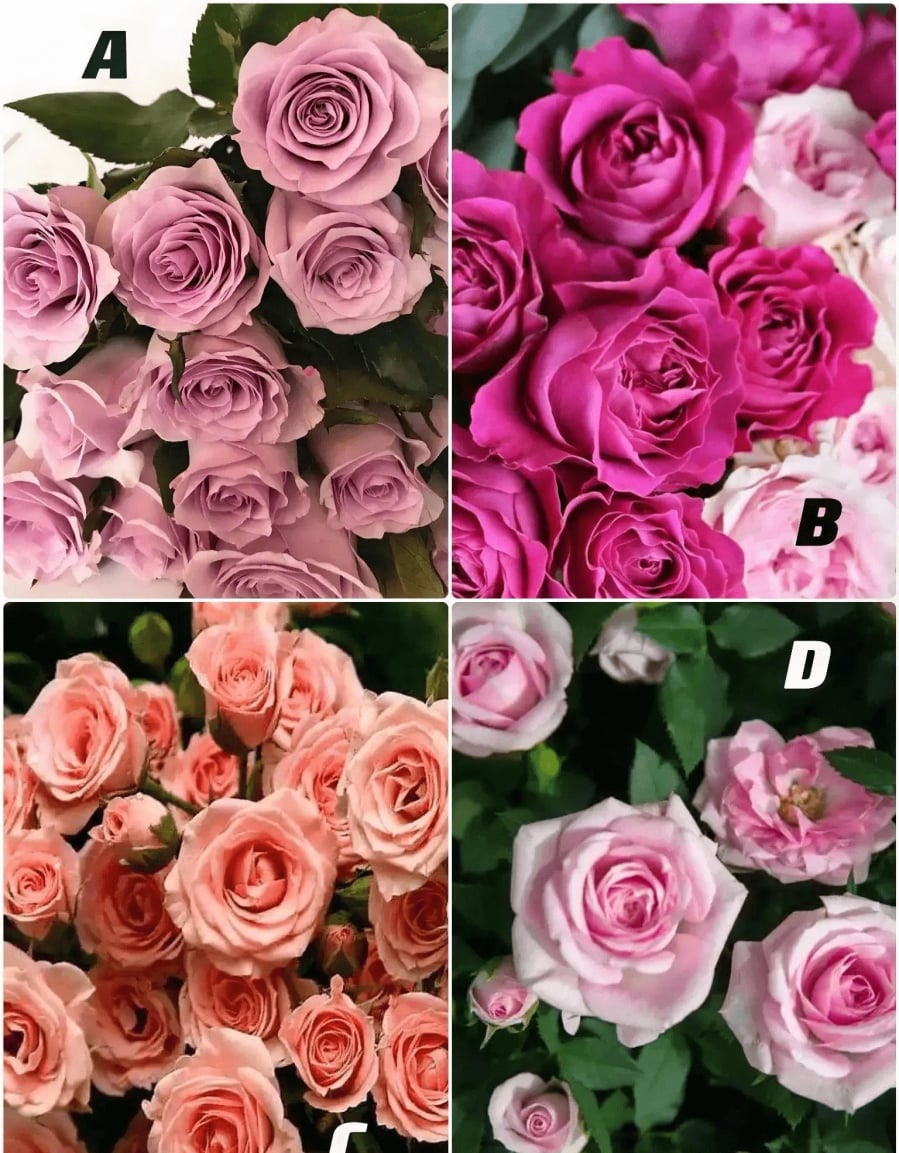 Hãy chọn 1 bông hồng nhé!