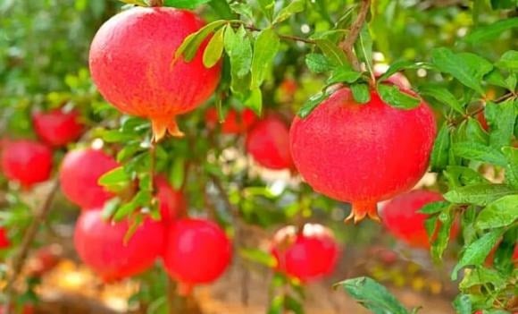  Với sắc đỏ tươi, quả lựu tượng trưng cho sự sinh sôi, phát triển và may mắn về con cháu. Theo