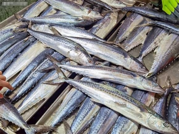 Cá thu (còn gọi là cá thu Tây Ban Nha) phân bố nhiều ở vùng biển phía Bắc, nổi bật với thớ thịt săn chắc và hương vị đậm đà.