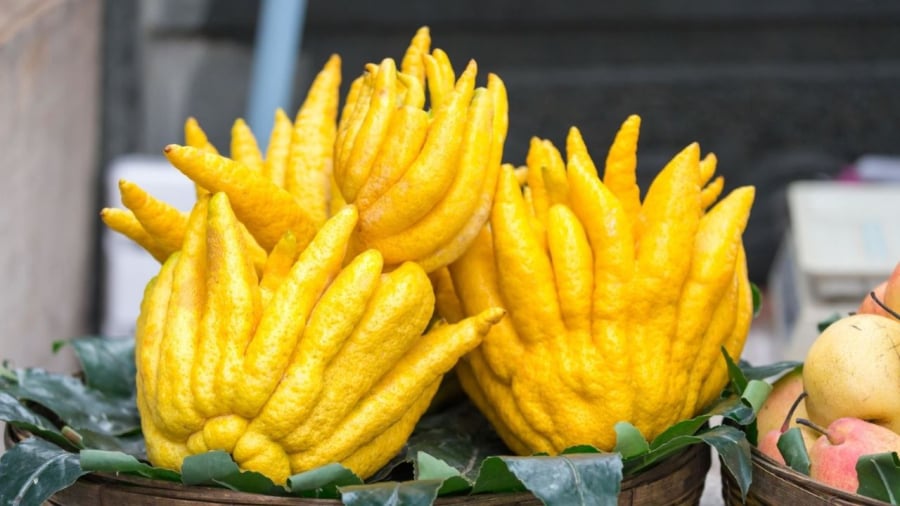 Nên chọn phật thủ chín vàng tự nhiên để đặt lên bàn thờ vào ngày Tết.