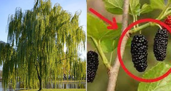 Cây trồng không nên trồng trước nhà