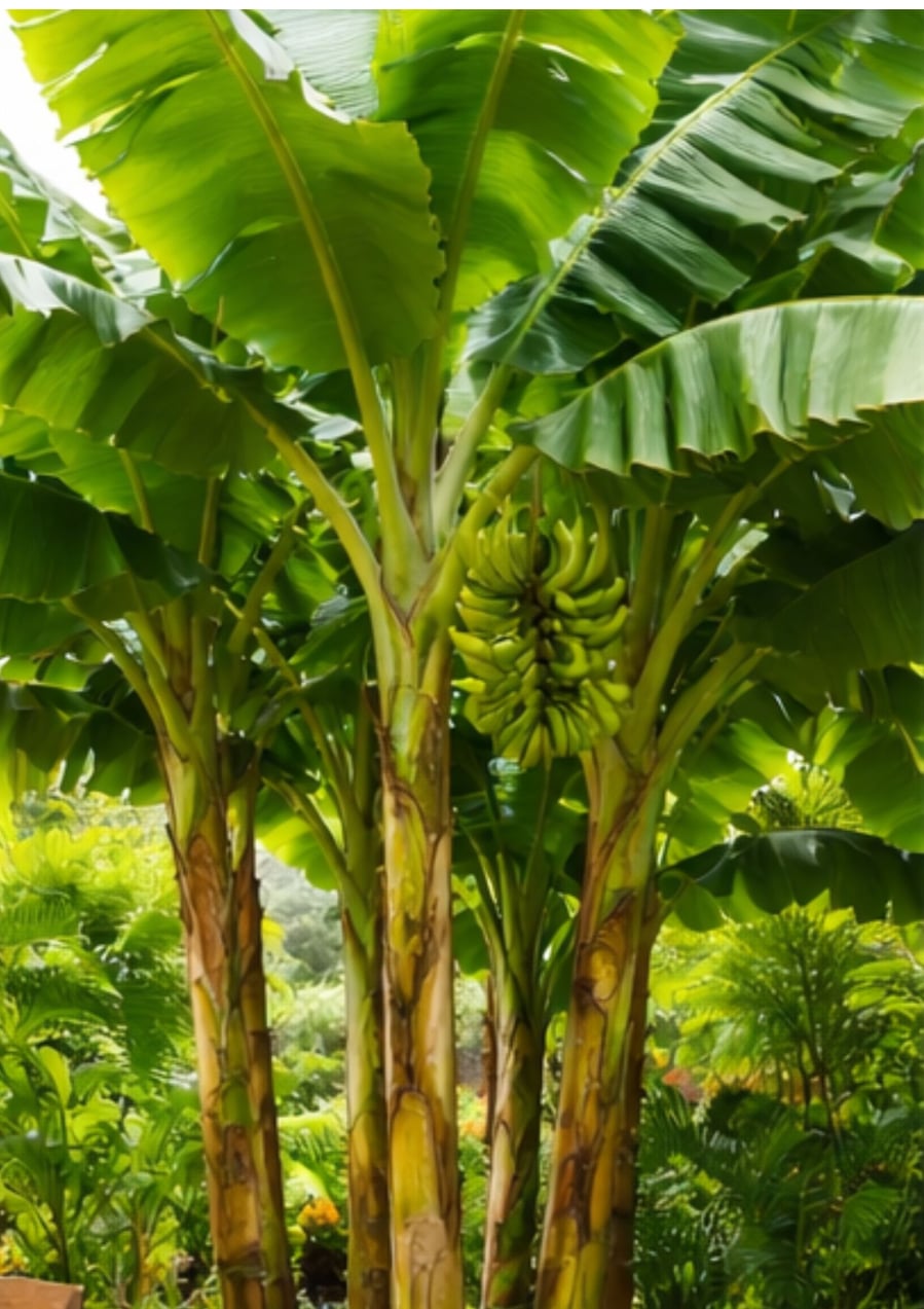 Cây chuối nhanh thành bụi trồng trước nhà sẽ chắn sáng nhưng sau nhà sẽ chắn gió, chắn hao tổn khí