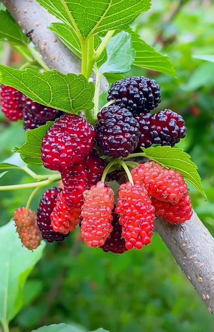 Cây dâu tằm gợi tang tóc, trồng sau nhà thì lại giúp đuổi ma quỷ