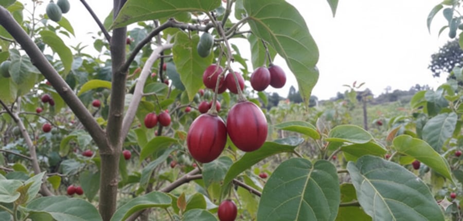 Cà chua thân gỗ chín tự nhiên trên cây, hình dáng lạ mắt, đang được trồng rộng rãi tại Việt Nam.