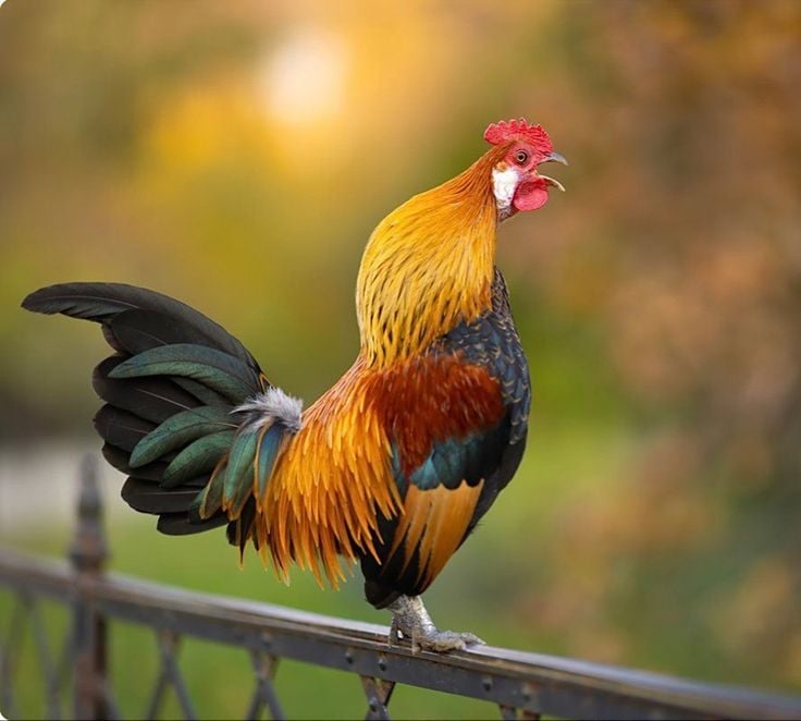 Tuổi Dậu nhìn sắc sảo nhưng bên trong rất sâu sắc