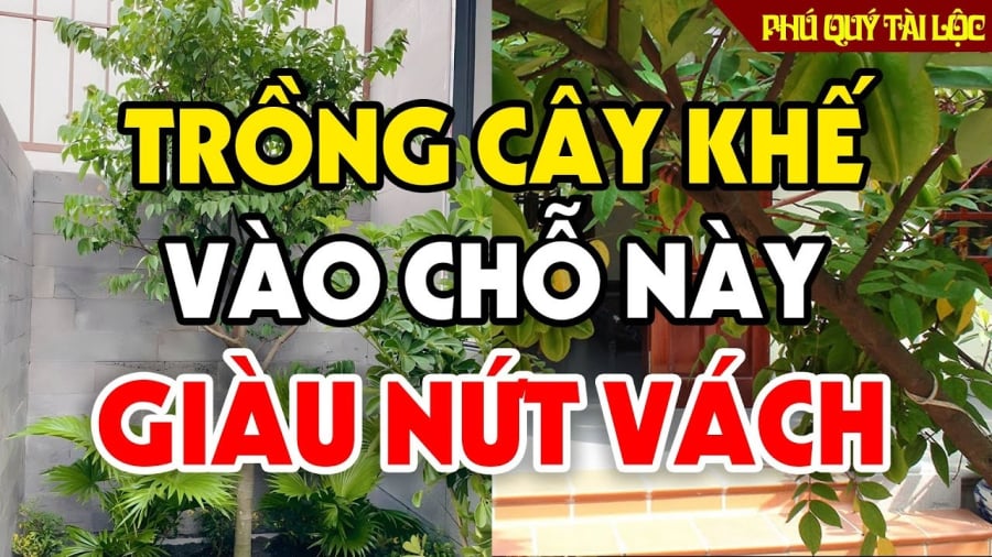 3 vị trí trồng cây khế Thế Thân Thần Tài, gia chủ hưởng Lộc không ngừng