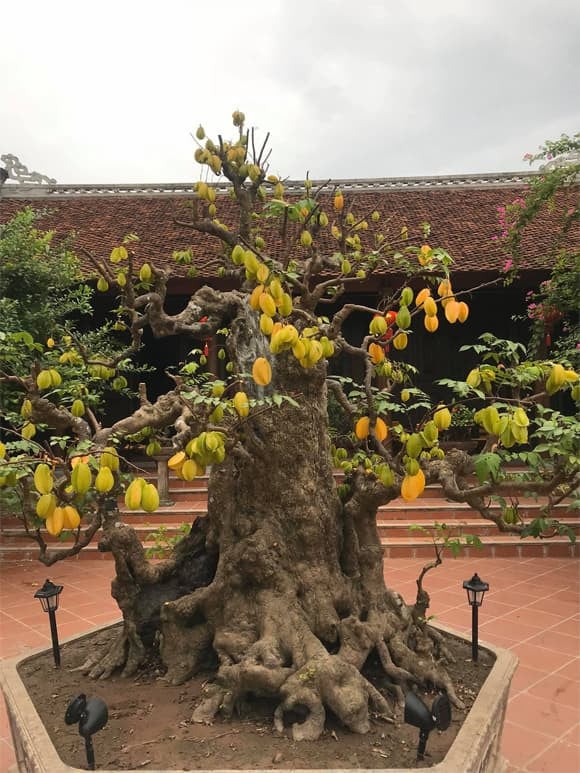 Một cây khế xanh tốt, sai quả được cho là dấu hiệu gia đình có lộc ăn lộc để, làm ăn thuận lợi, tiền bạc tích tụ.