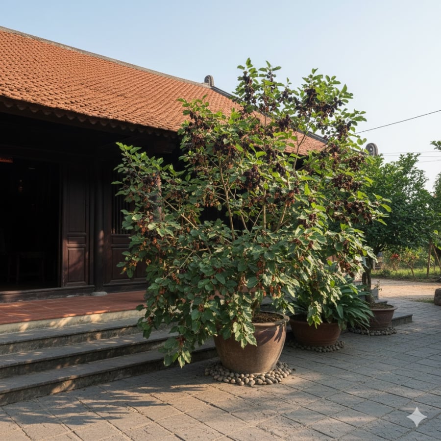 Dâu tằm mang giá trị kinh tế nhưng vẫn thường bị kiêng trồng trước nhà do yếu tố tâm linh và quan niệm dân gian.