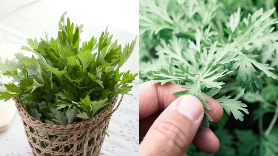 Ngải cứu mang lại nhiều lợi ích cho sức khỏe như tăng tuần hoàn máu, điều hòa kinh nguyệt...