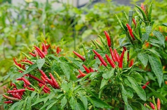 Do đặc tính ưa nắng, cây ớt phù hợp trồng ở những vị trí có nhiều ánh sáng tự nhiên như trước nhà, sân vườn, ban công hoặc sân thượng.