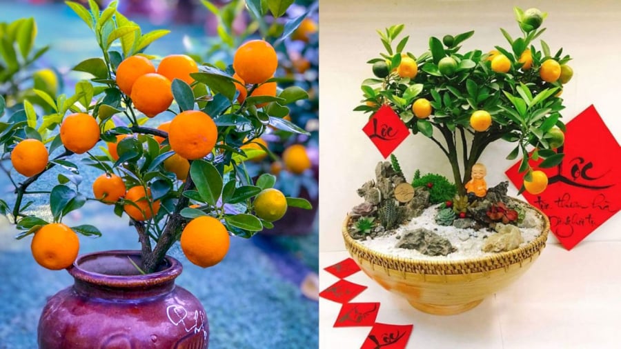 Khi chọn cây quất, gia chủ nên lựa những cây có lá non, lá già, có hoa, quả xanh và quả chính, tất cả đại diện cho sự tròn vẹn.