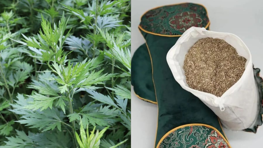 Gối ngải cứu mang lại nhiều lợi ích cho sức khỏe.