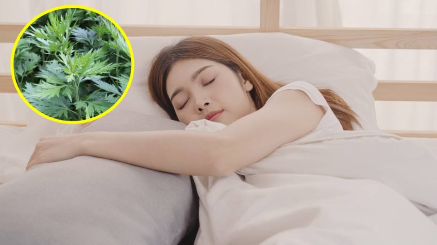 Sử dụng gối ngải cứu giúp cải thiện chất lượng giấc ngủ.