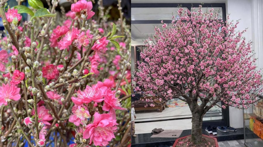 Khi chăm hoa đào, bạn cần dựa vào tình hình thời tiết để có biện pháp phù hợp.