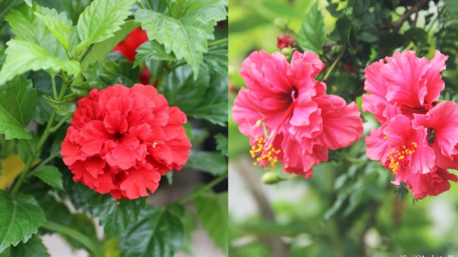 Hoa dâm bụt có màu sắc rực rỡ nhưng không thích hợp để đặt lên bàn thờ.