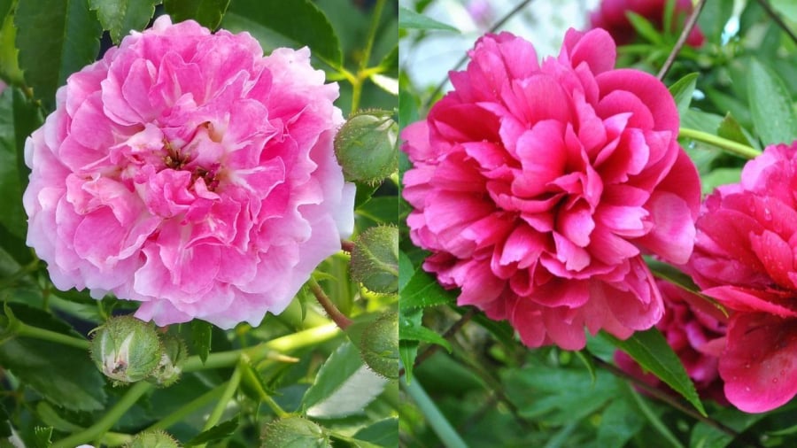 Hoa phù dung sớm nở tối tàn cũng là loại hoa không thích hợp để đặt lên bàn thờ.