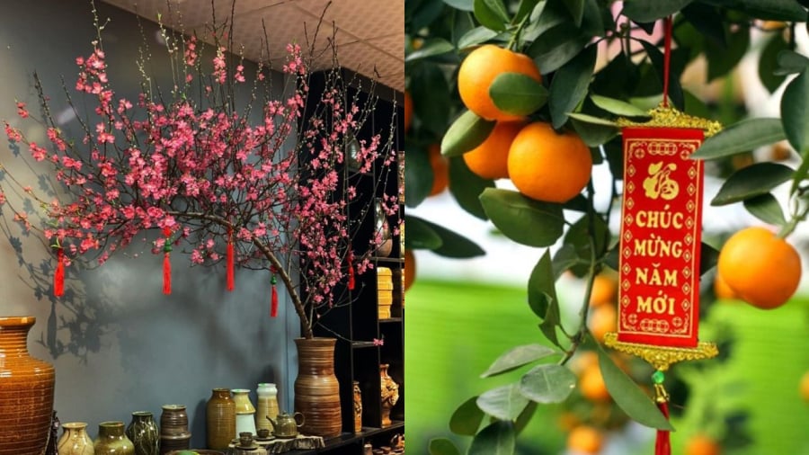 Gia chủ nên tránh đặt cây quất, cây đào cạnh khu vực có nhiều uế khí như cạnh nhà vệ sinh, thùng rác.