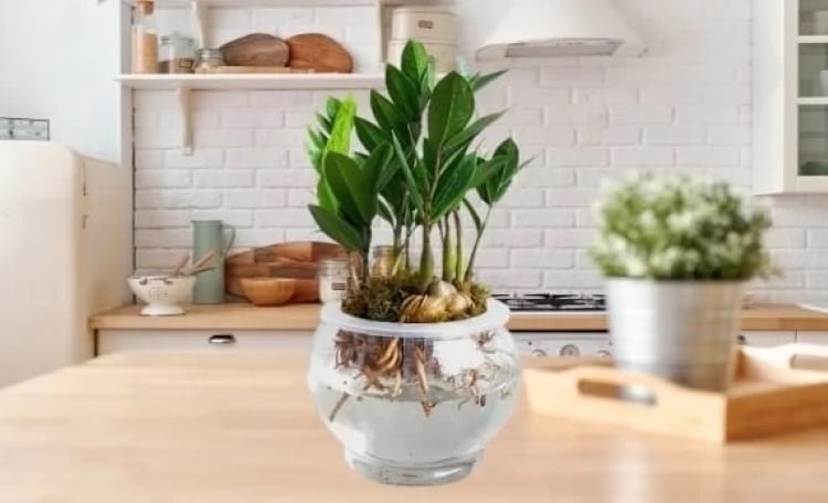 Cây kim tiền thủy sinh