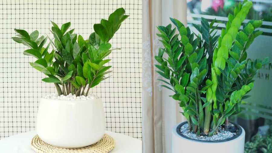 Cây kim tiền là một trong những loại cây phong thủy có ý nghĩa tốt đẹp, nên đặt trong nhà vào dịp Tết nguyên đán.