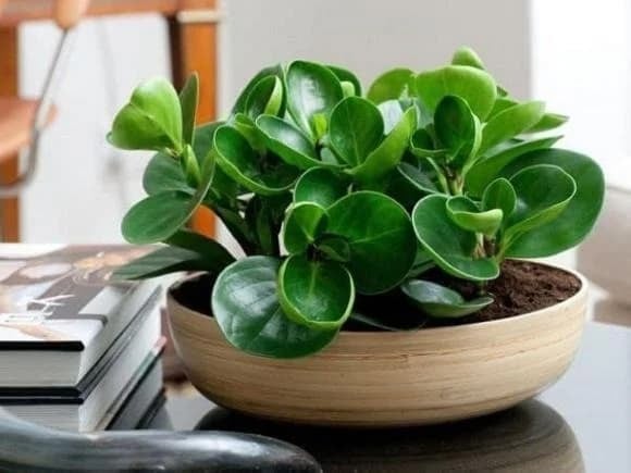 Những chậu cây đặt ở ban công hay trong phòng khách không chỉ làm đẹp không gian sống mà còn mang ý nghĩa phong thủy tích cực. 